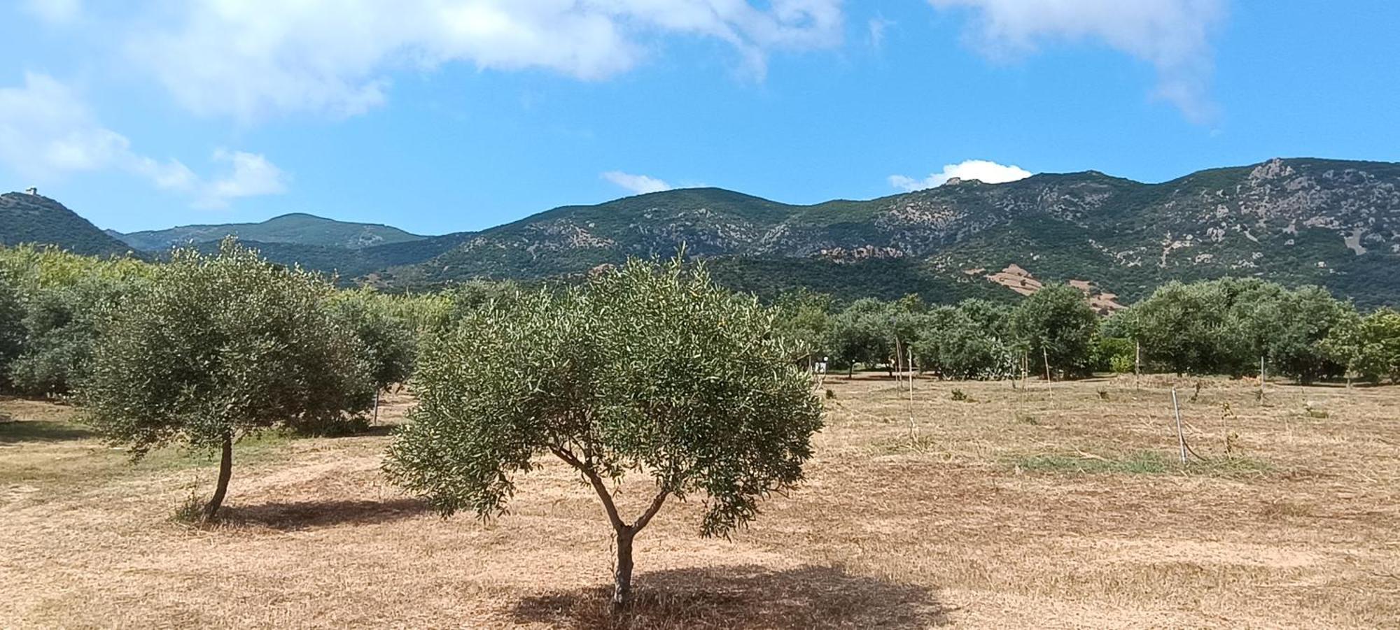 Sa Teria Village Tertenìa